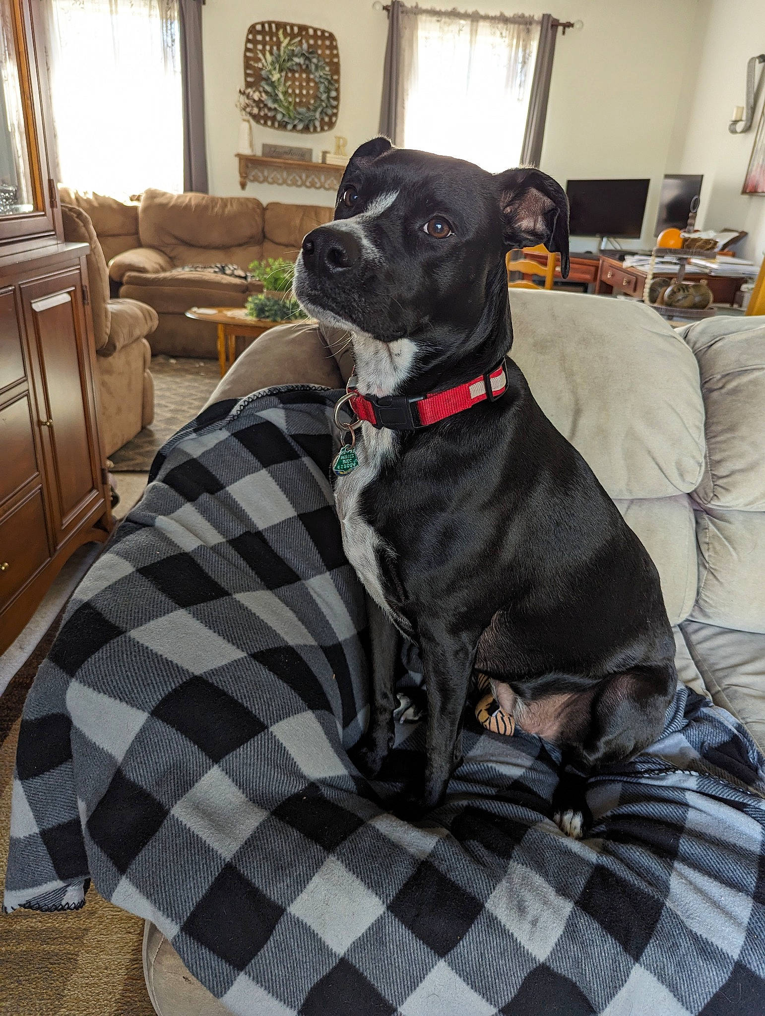 Shadow joined the competition — help win amazing prizes! cabinetry, canidae, carnivore, chair, collar, comfort, companion_dog, couch, dog, dog_breed, dog_collar, fawn, grey, pattern, plaid, snout, sporting_group, tartan, window, working_animal