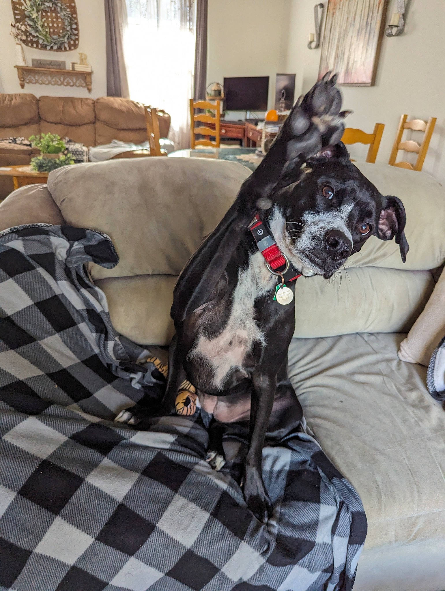 Shadow joined the competition — help win amazing prizes! carnivore, collar, comfort, companion_dog, couch, dog, dog_breed, dog_supply, fawn, furniture, grey, interior_design, living_room, picture_frame, plaid, plant, table, tartan, window, working_animal