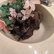 Tiny joined the competition — help win amazing prizes! cat, kitten, tortoiseshell, feline, animal, pet, sink, bathroom, flowers, artificial_flowers, floral_arrangement, leaves, faucet, countertop, indoor, sitting, lying_down, fur, whiskers, portrait