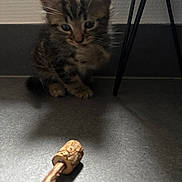 Moka participe au concours pour gagner de l'argent avec cette photo : kitten, cat, tabby, small, curious, floor, shadow, stick, cork, indoor, pet, animal, young, fur, whiskers, ears, cute, looking, still, quiet