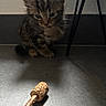 kitten, cat, tabby, small, curious, floor, shadow, stick, cork, indoor, pet, animal, young, fur, whiskers, ears, cute, looking, still, quiet