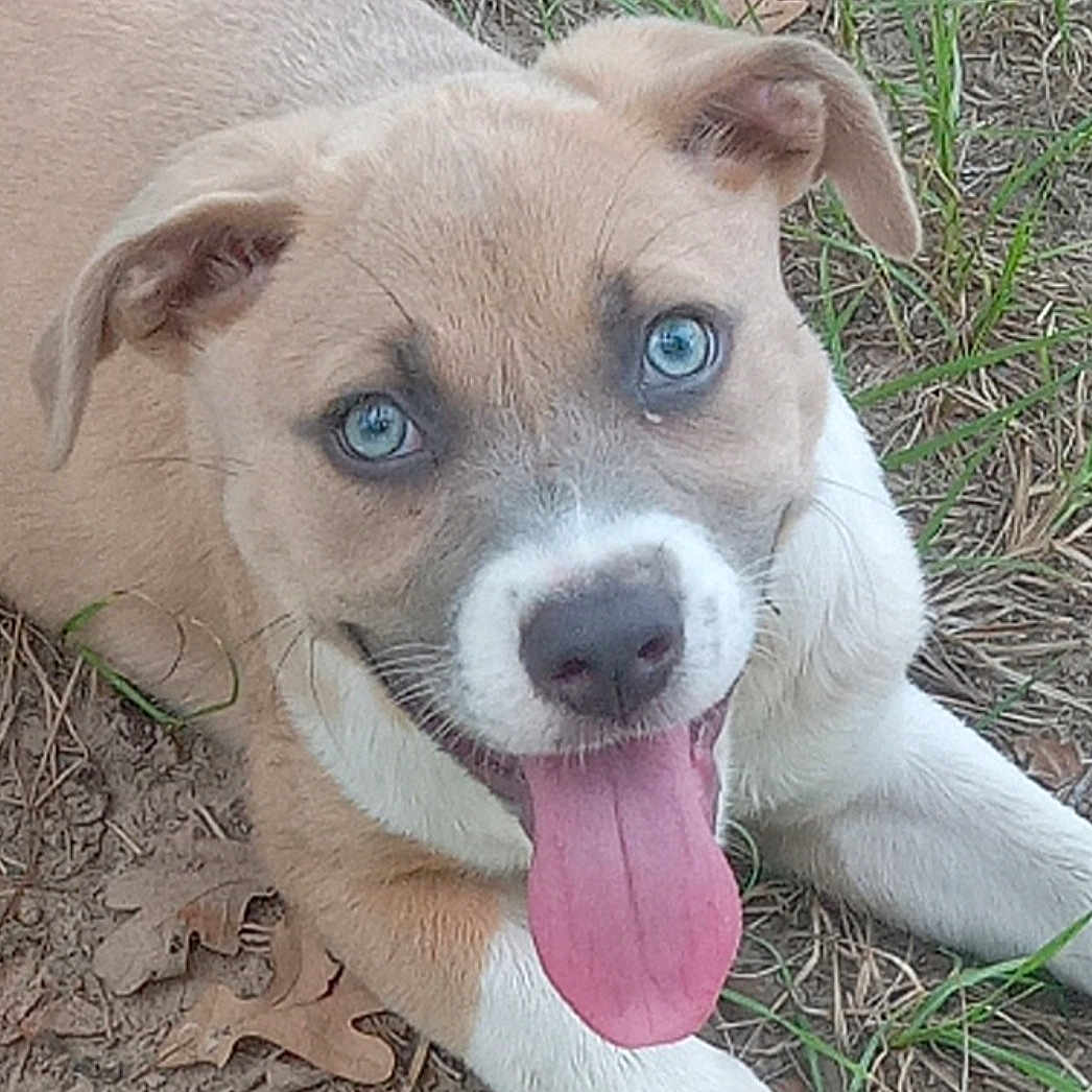 Luna is registered to the contest to win money with this photo: animal, blue_eyes, canine, close_up, cute, dog, ears, fur, grass, happy, lying_down, nature, outdoor, pet, playful, puppy, smiling, tongue, tongue_out, young_dog