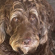 River is registered to the contest to win money with this photo: animal, brown, canine, close_up, companion, curly_fur, dog, domestic_animal, eyes, face, fluffy, friendly, fur, indoors, looking_at_camera, mammal, nose, pet, portrait, whiskers