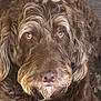 animal, brown, canine, close_up, companion, curly_fur, dog, domestic_animal, eyes, face, fluffy, friendly, fur, indoors, looking_at_camera, mammal, nose, pet, portrait, whiskers
