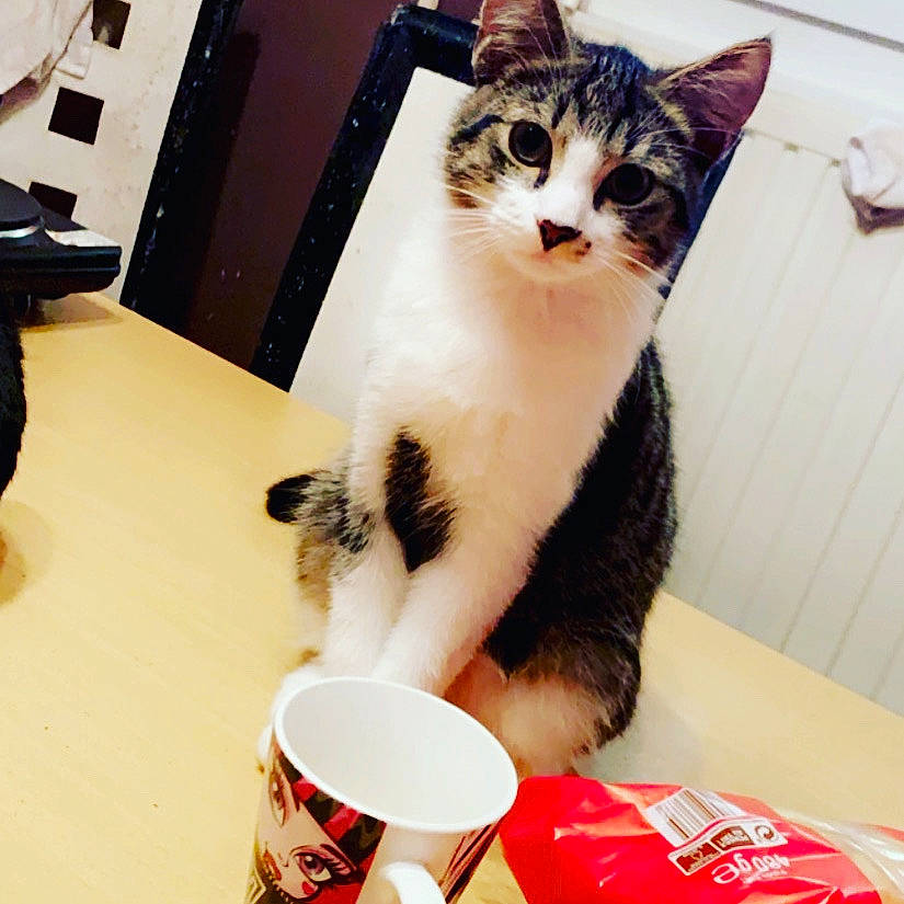 Simba a rejoint le concours — aidez-le/la à gagner de superbes lots ! carnivore, cat, comfort, cup, domestic_short_haired_cat, drinkware, eye, felidae, flooring, fur, paw, serveware, sitting, small_to_medium_sized_cats, tableware, tail, whiskers, window, wood