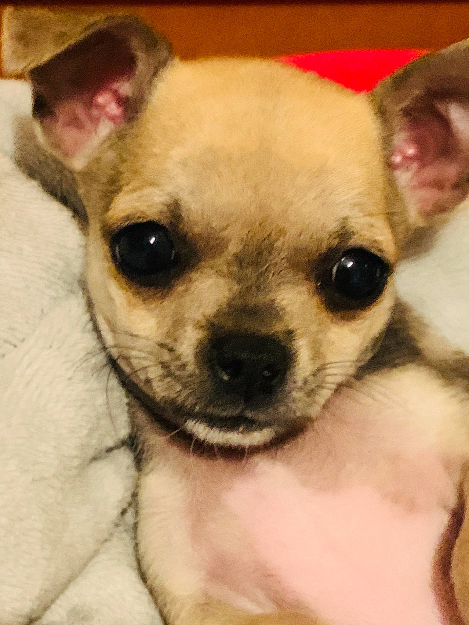 Ariel participe au concours pour gagner de l'argent avec cette photo : canidae, carnivore, chihuahua, close_up, companion_dog, corgi_chihuahua, dog, dog_breed, dog_supply, ear, eye, fawn, fur, head, puppy, snout, terrestrial_animal, toy_dog, whiskers, working_animal