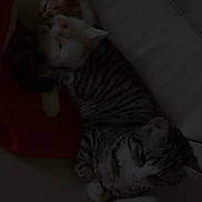 Athena participe au concours pour gagner de l'argent avec cette photo : kitten, cat, pets, animal, sleeping, cuddle, feline, striped_cat, fur, resting, indoor, sofa, cozy, cute, young_animal, domestic_animal, three_kittens, laying_down, close_together, quiet