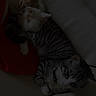 kitten, cat, pets, animal, sleeping, cuddle, feline, striped_cat, fur, resting, indoor, sofa, cozy, cute, young_animal, domestic_animal, three_kittens, laying_down, close_together, quiet