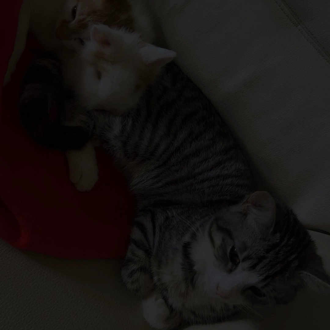 Athena participe au concours pour gagner de l'argent avec cette photo : kitten, cat, pets, animal, sleeping, cuddle, feline, striped_cat, fur, resting, indoor, sofa, cozy, cute, young_animal, domestic_animal, three_kittens, laying_down, close_together, quiet
