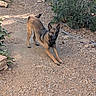 dog, brown_dog, stretching, gravel_path, outdoor, plants, flowers, greenery, sunlight, nature, playful, pet, canine, ears_up, alert, animal, fur, ground, rocks, daylight