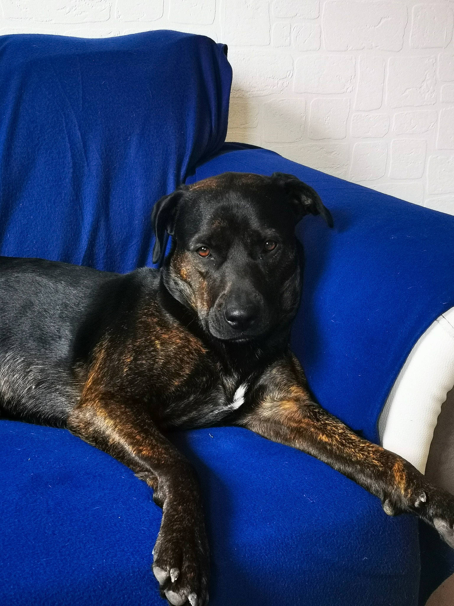 Chelsea participe au concours pour gagner de l'argent avec cette photo : canidae, carnivore, comfort, companion_dog, couch, dog, dog_breed, dog_collar, electric_blue, fawn, flooring, fur, guard_dog, non_sporting_group, snout, sporting_group, tail, terrestrial_animal, working_animal, working_dog