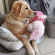 Watson a rejoint le concours — aidez-le/la à gagner de superbes lots ! animal, collar, cushion, cute, dog, domestic_animal, fur, golden_fur, home, indoor, laundry_basket, pet_bed, pink, plush_toy, relaxed, resting, side_view, soft_lighting, tile_floor, toy