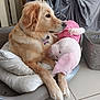 animal, collar, cushion, cute, dog, domestic_animal, fur, golden_fur, home, indoor, laundry_basket, pet_bed, pink, plush_toy, relaxed, resting, side_view, soft_lighting, tile_floor, toy
