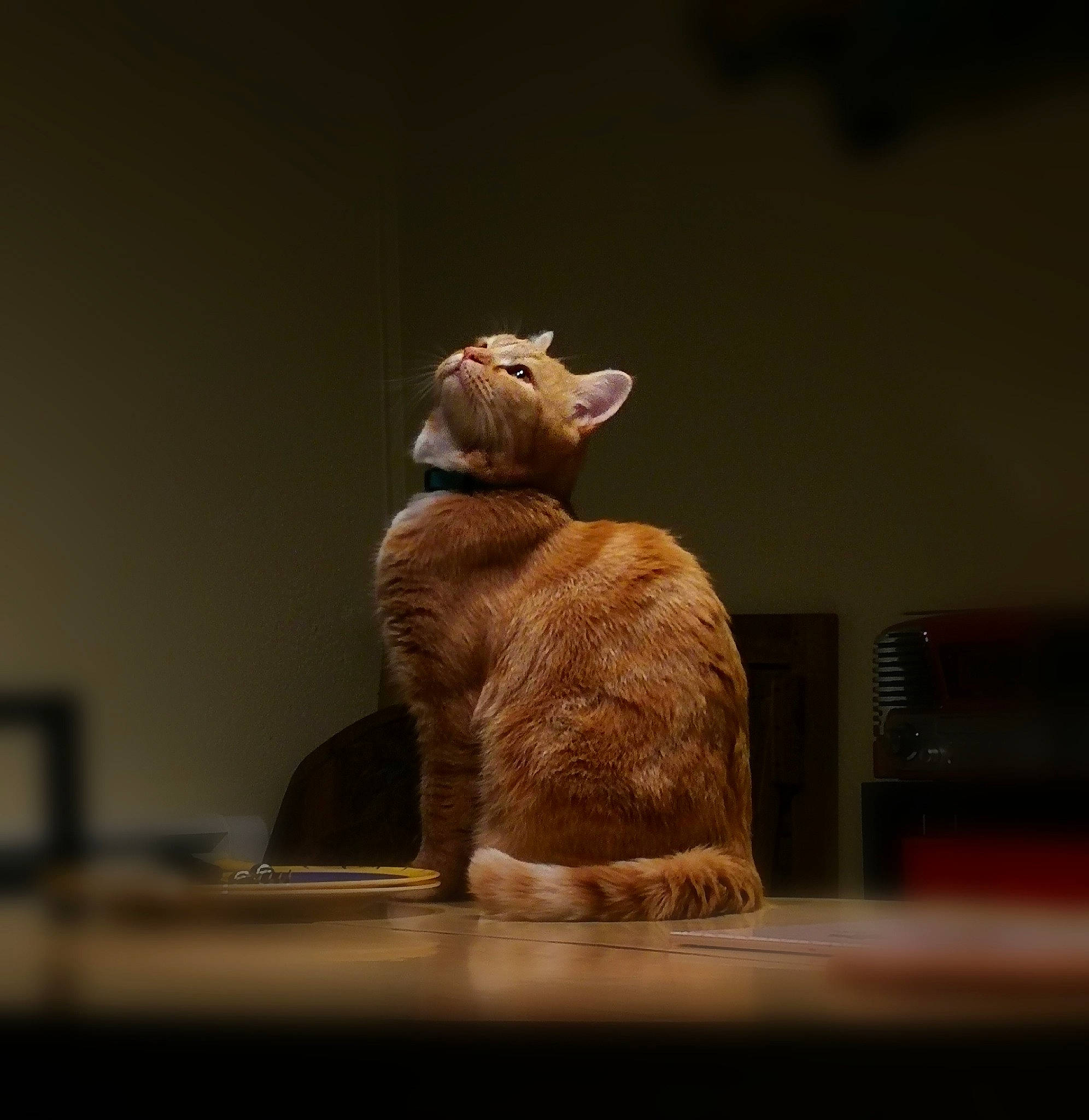 Obiwan participe au concours pour gagner de l'argent avec cette photo : carnivore, cat, felidae, fur, small_to_medium_sized_cats, snout, tabby_cat, whiskers