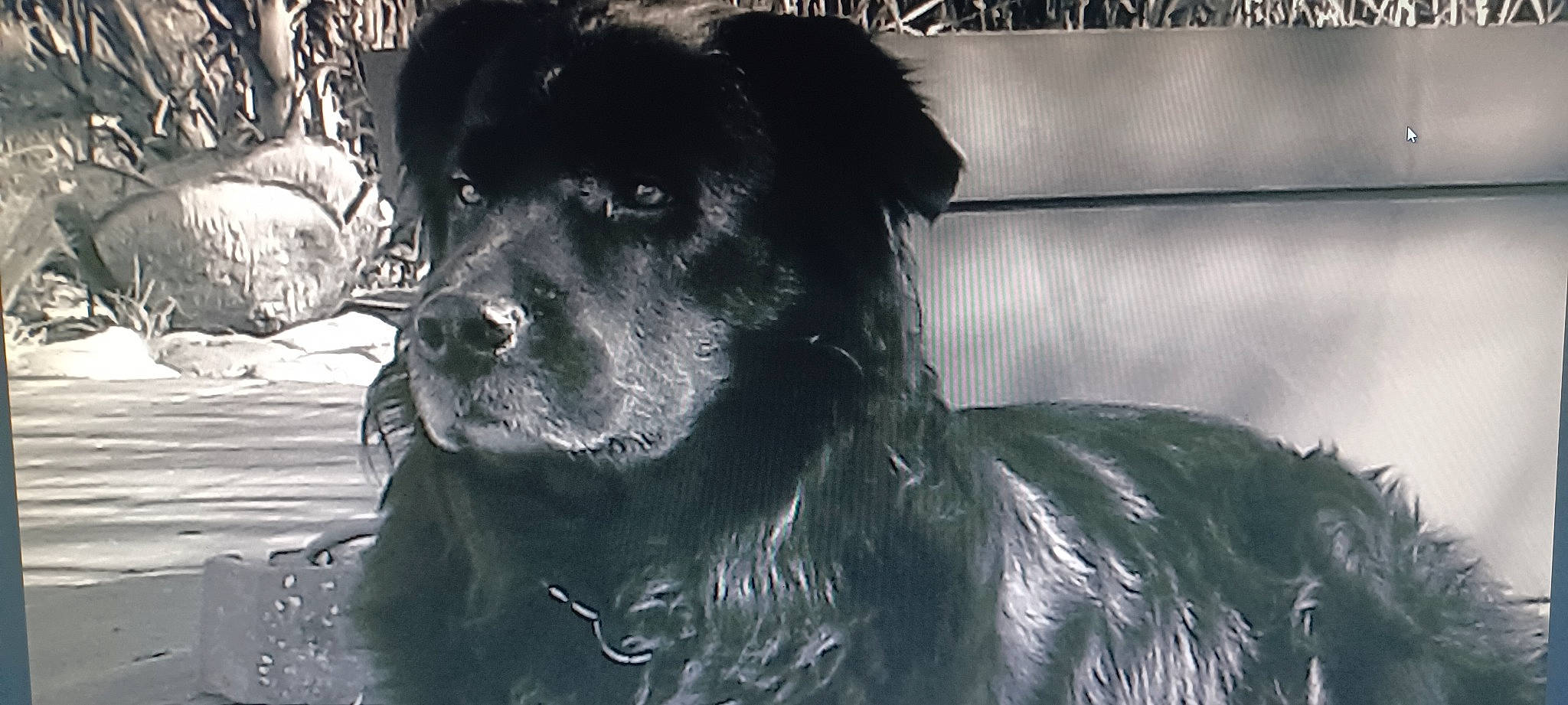 Reglisse participe au concours pour gagner de l'argent avec cette photo : borador, canidae, carnivore, collar, companion_dog, dog, dog_breed, dog_collar, fang, flash_photography, fur, giant_dog_breed, guard_dog, monochrome, monochrome_photography, snout, sporting_group, whiskers, working_animal, working_dog