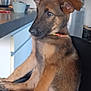 puppy, dog, pet, chair, kitchen, indoor, brown_fur, black_fur, sitting, curious, domestic_animal, furniture, counter, refrigerator, clock, collar, ears, paw, young, side_view