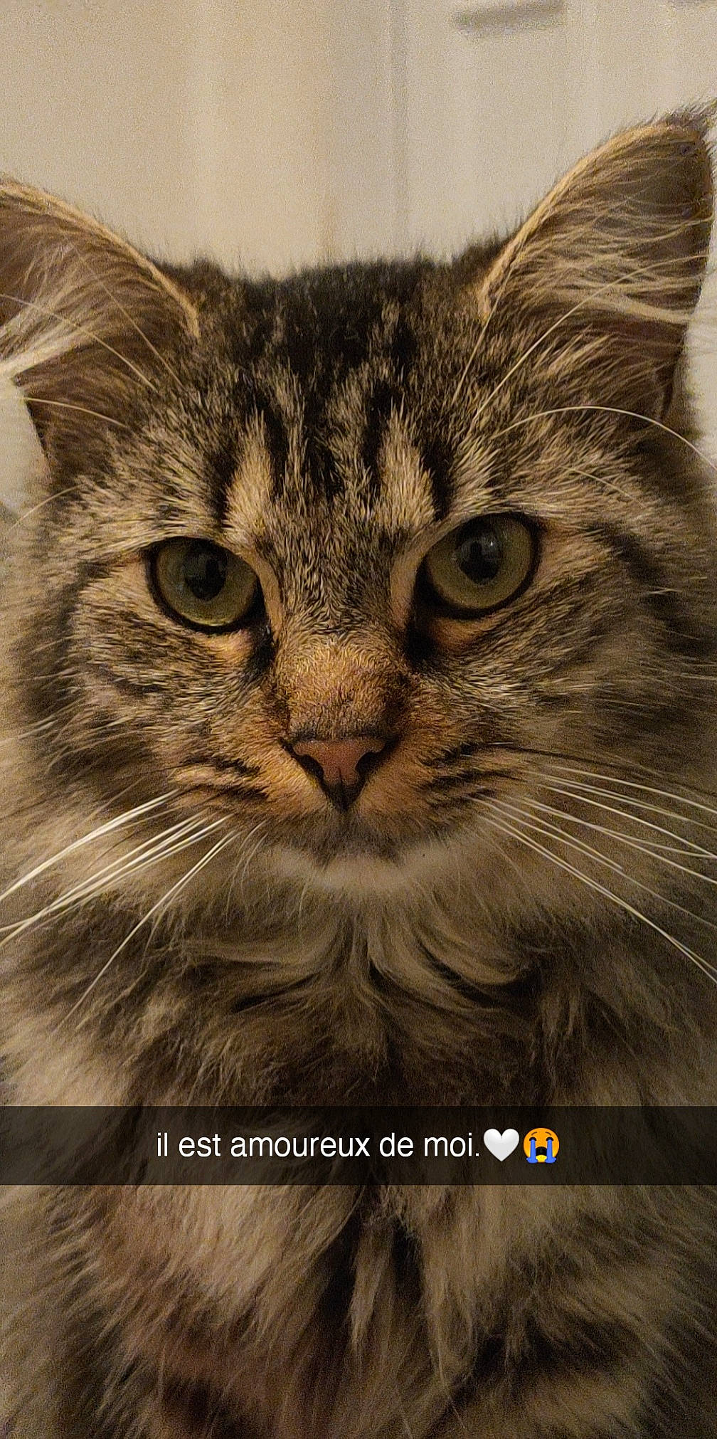 Boulette a rejoint le concours — aidez-le/la à gagner de superbes lots ! carnivore, cat, close_up, domestic_short_haired_cat, felidae, fur, paw, photo_caption, small_to_medium_sized_cats, snout, terrestrial_animal, whiskers, wildlife