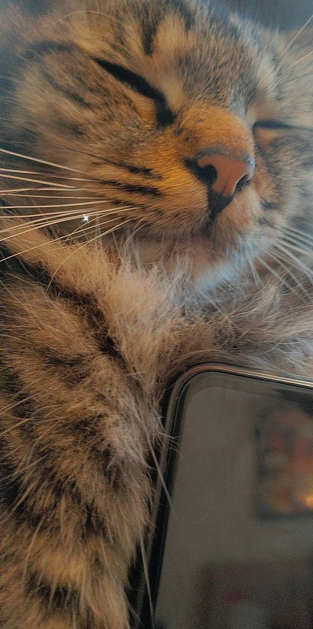 Boulette participe au concours pour gagner de l'argent avec cette photo : big_cats, carnivore, cat, claw, close_up, domestic_short_haired_cat, eye, fawn, felidae, fur, iris, macro_photography, paw, small_to_medium_sized_cats, snout, tail, terrestrial_animal, whiskers, wildlife, wood