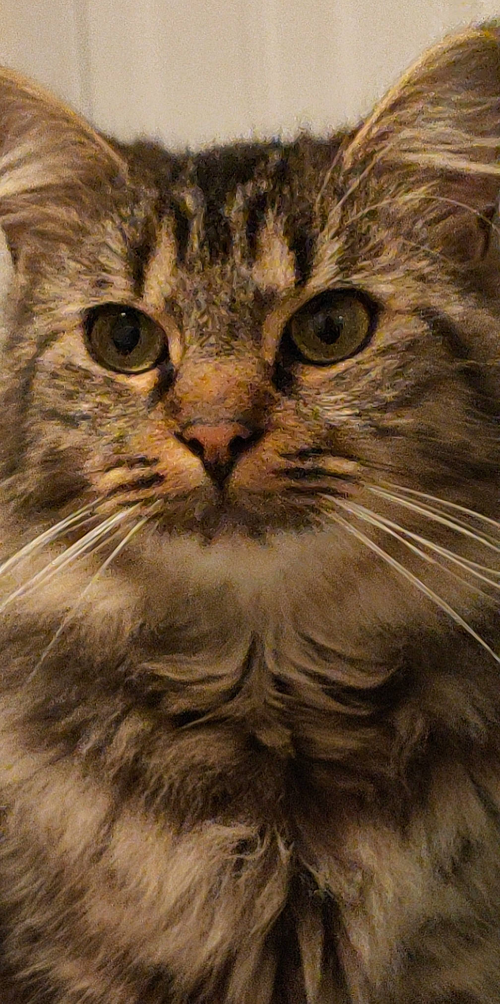 Boulette a rejoint le concours — aidez-le/la à gagner de superbes lots ! brown, carnivore, cat, close_up, domestic_short_haired_cat, felidae, fur, grass, hair, iris, small_to_medium_sized_cats, snout, terrestrial_animal, whiskers, window, wood