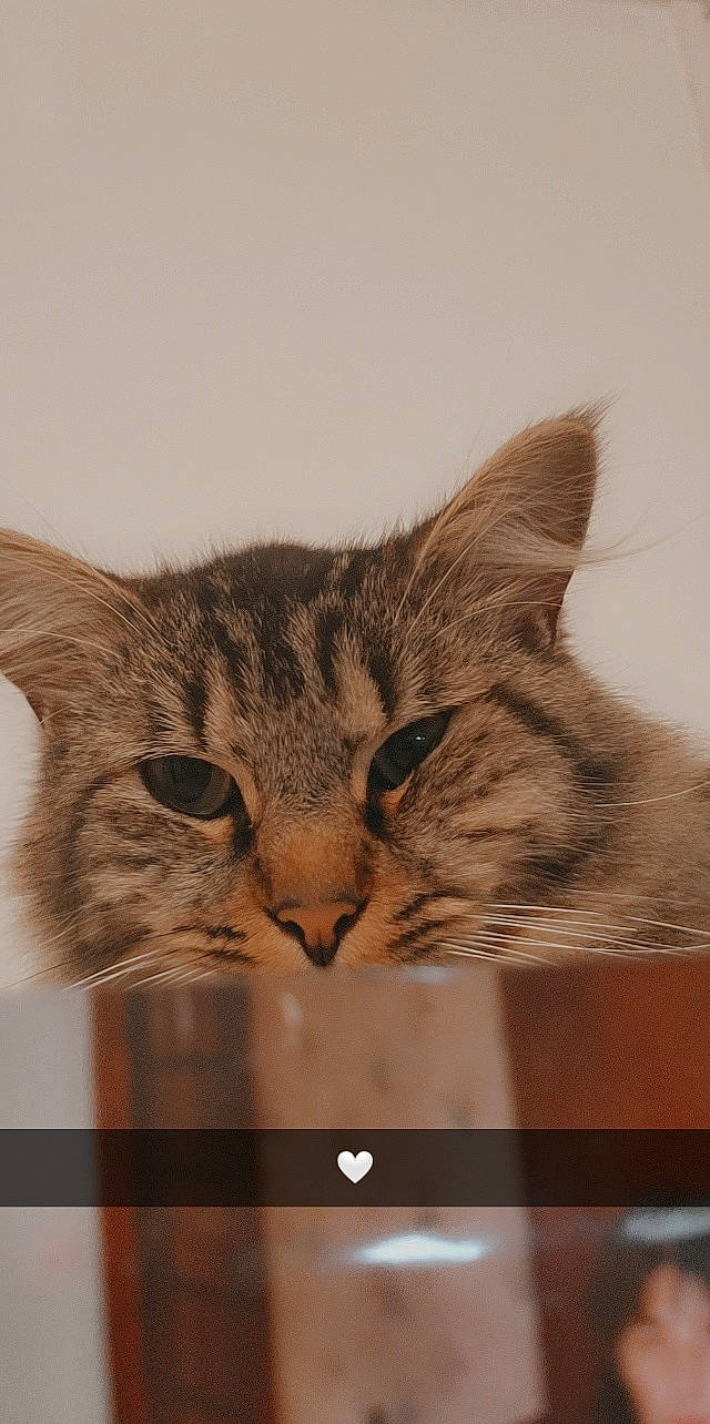 Boulette participe au concours pour gagner de l'argent avec cette photo : art, carnivore, cat, close_up, darkness, domestic_short_haired_cat, eye, felidae, fur, hair, head, iris, paw, photo_caption, small_to_medium_sized_cats, snout, terrestrial_animal, visual_arts, whiskers, wildlife