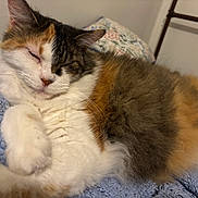 Scamper is registered to the contest to win money with this photo: bed, blanket, calico_cat, cat, close_up, cozy, fluffy, fur, indoor, knitted_blanket, mammal, nose, paw, pet, portrait, relaxed, sleeping, sleeping_pose, tricolor, whiskers