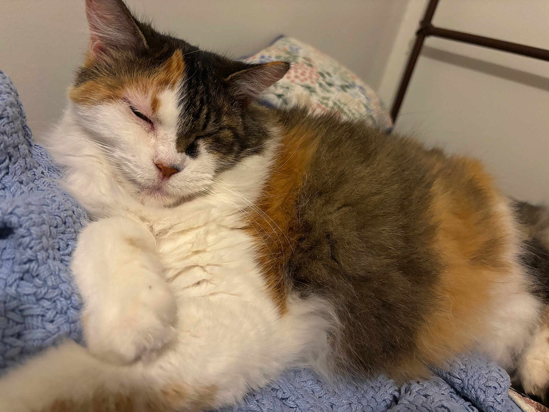 Scamper is registered to the contest to win money with this photo: bed, blanket, calico_cat, cat, close_up, cozy, fluffy, fur, indoor, knitted_blanket, mammal, nose, paw, pet, portrait, relaxed, sleeping, sleeping_pose, tricolor, whiskers