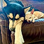 animal, chihuahua, closeup, companions, couch, cozy, cute, dog, ears, friendship, fur, husky, indoors, leather, napping, paw, pet, relaxation, resting, sleeping