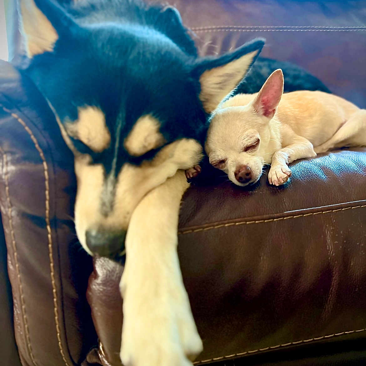Ace And Bruce joined the competition — help win amazing prizes! animal, chihuahua, closeup, companions, couch, cozy, cute, dog, ears, friendship, fur, husky, indoors, leather, napping, paw, pet, relaxation, resting, sleeping