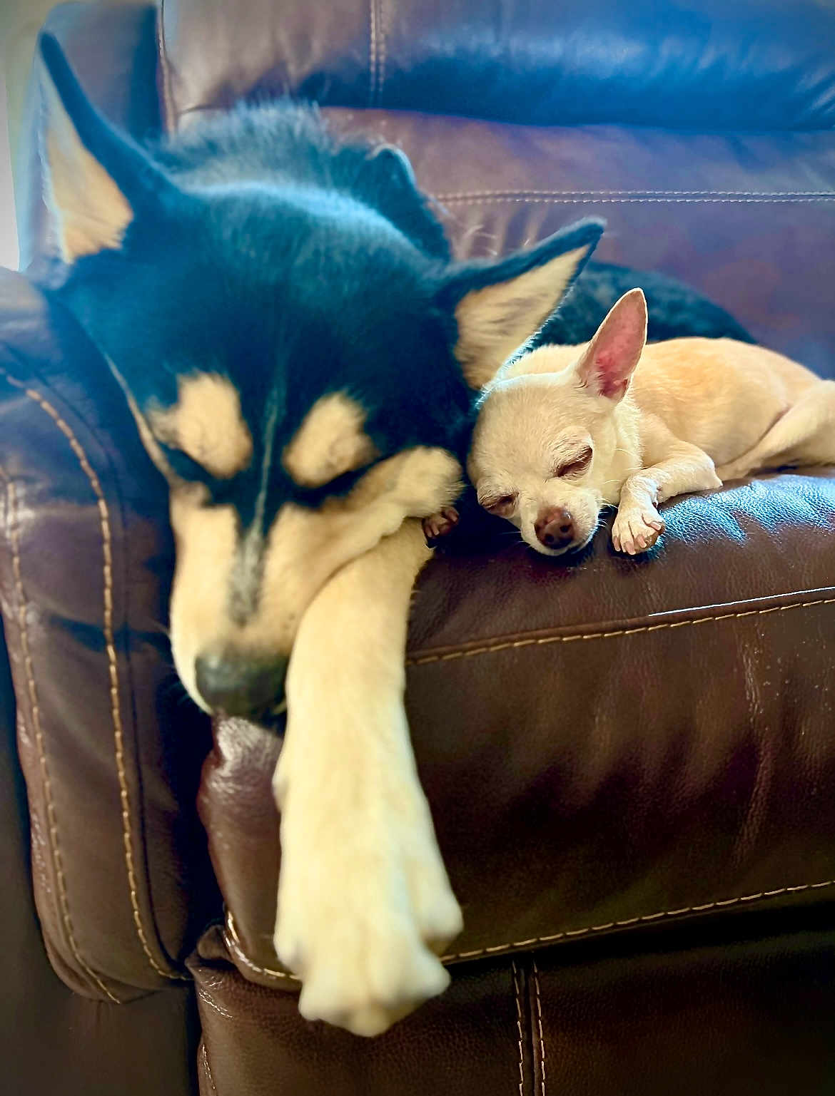 Ace And Bruce joined the competition — help win amazing prizes! animal, chihuahua, closeup, companions, couch, cozy, cute, dog, ears, friendship, fur, husky, indoors, leather, napping, paw, pet, relaxation, resting, sleeping