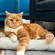 Harry is registered to the contest to win money with this photo: cat, orange_cat, white_paws, striped_cushion, indoor, furniture, blue_cabinet, leather_couch, carpet, relaxed, pet, feline, fluffy_tail, closeup, resting, domestic_cat, whiskers, floor, home, cozy