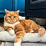 cat, orange_cat, white_paws, striped_cushion, indoor, furniture, blue_cabinet, leather_couch, carpet, relaxed, pet, feline, fluffy_tail, closeup, resting, domestic_cat, whiskers, floor, home, cozy