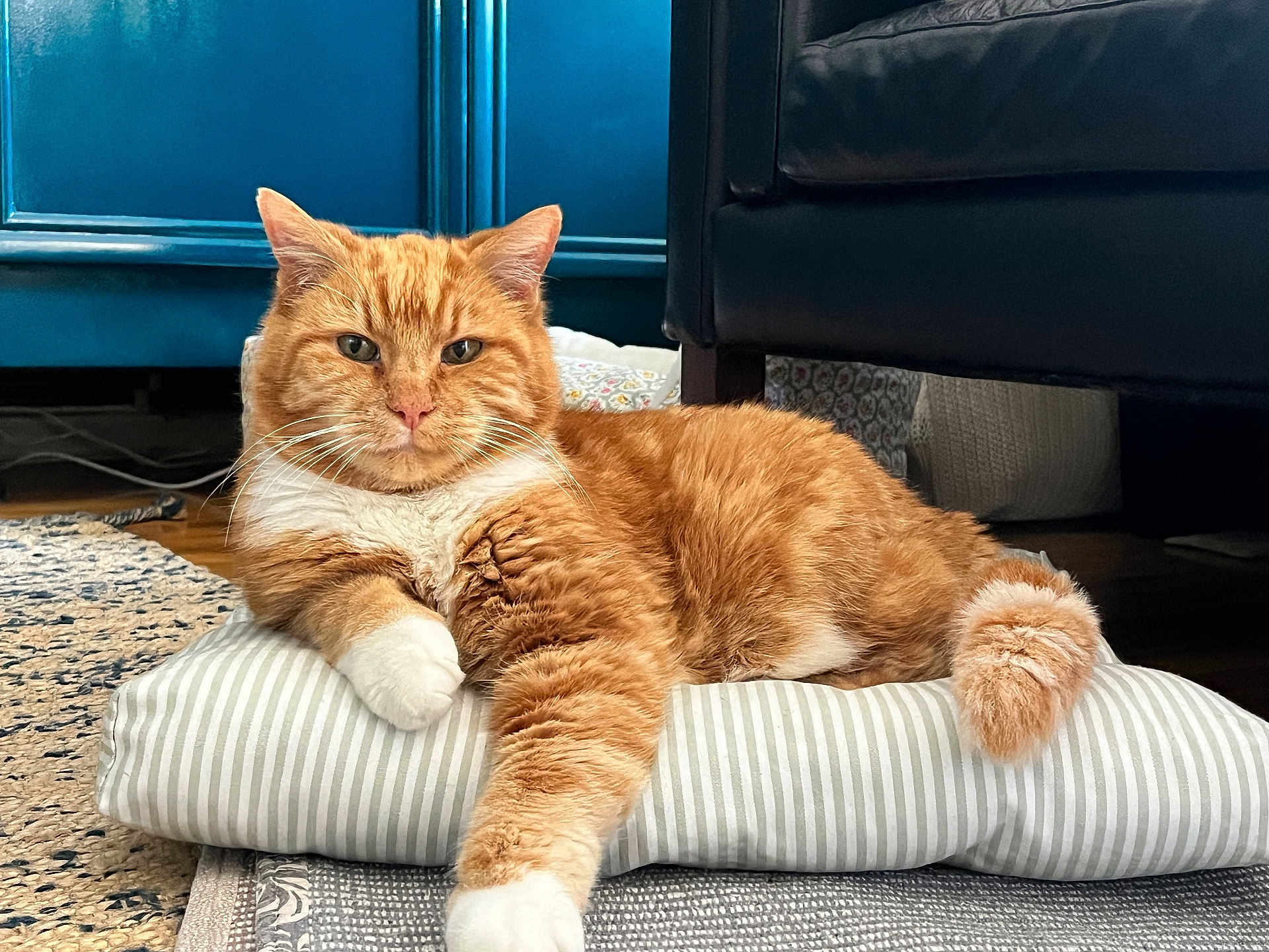 Harry is registered to the contest to win money with this photo: cat, orange_cat, white_paws, striped_cushion, indoor, furniture, blue_cabinet, leather_couch, carpet, relaxed, pet, feline, fluffy_tail, closeup, resting, domestic_cat, whiskers, floor, home, cozy
