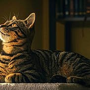 Gimli participe au concours pour gagner de l'argent avec cette photo : cat, tabby, feline, pet, animal, striped_fur, golden_eyes, whiskers, ears, paws, lying_down, resting, indoor, home, bookshelf, warm_light, portrait, closeup, cozy, photography