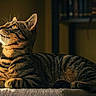 cat, tabby, feline, pet, animal, striped_fur, golden_eyes, whiskers, ears, paws, lying_down, resting, indoor, home, bookshelf, warm_light, portrait, closeup, cozy, photography