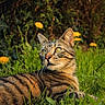 Gimli a rejoint le concours — aidez-le/la à gagner de superbes lots ! cat, tabby, feline, animal, pet, grass, garden, outdoors, nature, flowers, yellow_flowers, fur, whiskers, ears, greenery, lying_down, portrait, close_up, alert, daylight