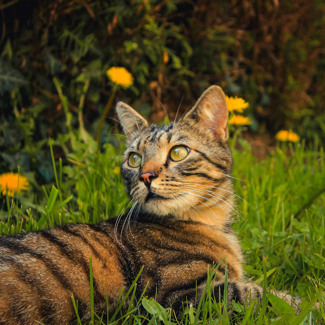 Gimli a rejoint le concours — aidez-le/la à gagner de superbes lots ! cat, tabby, feline, animal, pet, grass, garden, outdoors, nature, flowers, yellow_flowers, fur, whiskers, ears, greenery, lying_down, portrait, close_up, alert, daylight