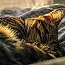 Gimli a rejoint le concours — aidez-le/la à gagner de superbes lots ! cat, tabby_cat, sleeping, relaxed, bed, blanket, bedding, cozy, indoors, home, pet, animal, fur, whiskers, ears, sunlight, warm_lighting, closeup, resting, snuggling