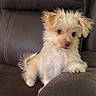puppy, dog, small_dog, fluffy, scruffy, cream_colored, brown, sitting, recliner, leather_chair, indoor, portrait, pet, animal, cute, ears, paws, tail, furry, home