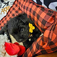 Zatima Nicole Pace joined the competition — help win amazing prizes! puppy, dog, pet, black_fur, yellow_flower, collar, bell, red_black_plaid, dog_bed, stuffed_toy, plush_toy, cuddly, cute, indoor, close_up, portrait, sleepy, small_dog, whiskers, bedding