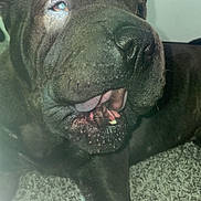 Ace joined the competition — help win amazing prizes! dog, black_dog, wrinkled, close_up, portrait, face, snout, nose, open_mouth, teeth, tongue, eye, flash, indoor, door, carpet, blanket, lying_down, pet, funny