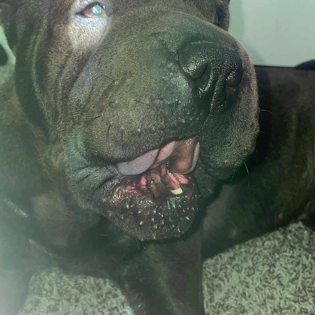 Ace joined the competition — help win amazing prizes! dog, black_dog, wrinkled, close_up, portrait, face, snout, nose, open_mouth, teeth, tongue, eye, flash, indoor, door, carpet, blanket, lying_down, pet, funny