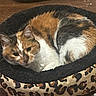 cat, calico_cat, pet, animal, feline, curled_up, sleeping, resting, cat_bed, leopard_print, black_white_orange, fur, whiskers, ears, eyes, indoor, wooden_surface, cozy, portrait, home_decor
