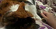 Elsa is registered to the contest to win money with this photo: cat, calico_cat, sleeping, curled_up, furry, pet, animal, bed, bedding, duvet, floral_pattern, purple, white, orange, black, indoors, relaxed, cozy, human_hand, cuddling
