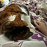 cat, calico_cat, sleeping, curled_up, furry, pet, animal, bed, bedding, duvet, floral_pattern, purple, white, orange, black, indoors, relaxed, cozy, human_hand, cuddling