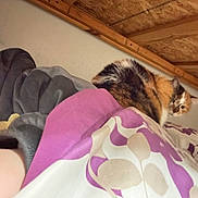 Elsa is registered to the contest to win money with this photo: cat, calico_cat, pet, animal, fluffy, fur, whiskers, face, eyes, bed, blanket, bedroom, indoor, cozy, sleeping, person, selfie, glasses, wooden_ceiling, home