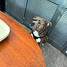 Rocky is registered to the contest to win money with this photo: dog, pit_bull, gray_dog, white_chest, sitting, indoors, portrait, looking_up, table, wooden_table, louvered_doors, floor, harness, collar, pet, animal, candid, serious_expression, warm_lighting, home