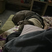 Rocky joined the competition — help win amazing prizes! dog, sleeping, curled_up, bed, blanket, pillow, cozy, indoors, bedroom, resting, nap, brown_dog, pet, domestic_animal, dim_lighting, portrait, relaxed, bedding, home, nighttime