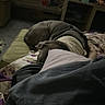 dog, sleeping, curled_up, bed, blanket, pillow, cozy, indoors, bedroom, resting, nap, brown_dog, pet, domestic_animal, dim_lighting, portrait, relaxed, bedding, home, nighttime
