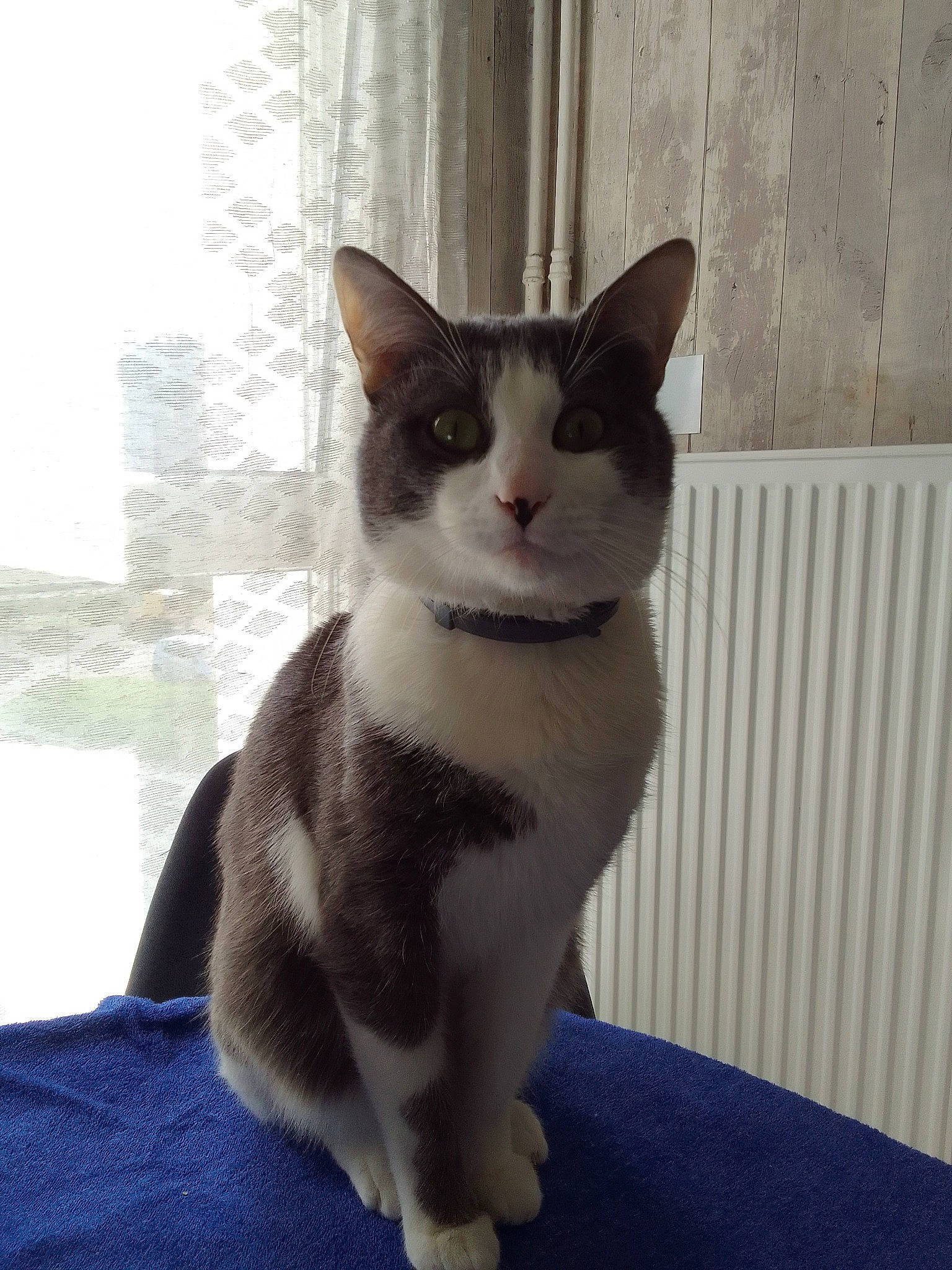 Soah a rejoint le concours — aidez-le/la à gagner de superbes lots ! carnivore, cat, domestic_short_haired_cat, eye, felidae, formal_wear, fur, grey, head, monochrome_photography, pattern, paw, sitting, small_to_medium_sized_cats, snout, stairs, tail, whiskers, window