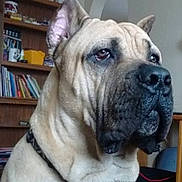 Zuess is registered to the contest to win money with this photo: animal, background, book, bookshelf, canine, chair, collar, dog, domestic_animal, ears, fur, furniture, house, indoor, large_dog, muzzle, pet, room, table, watchful